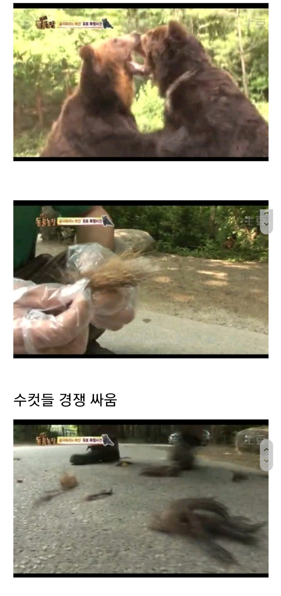 누군가에게 계속 공격받는 암컷 곰.jpg_4.jpg