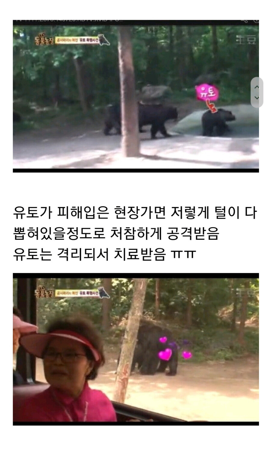 누군가에게 계속 공격받는 암컷 곰.jpg_5.jpg