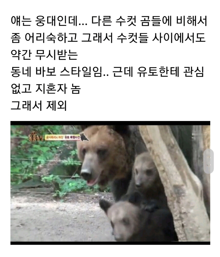 누군가에게 계속 공격받는 암컷 곰.jpg_8.jpg