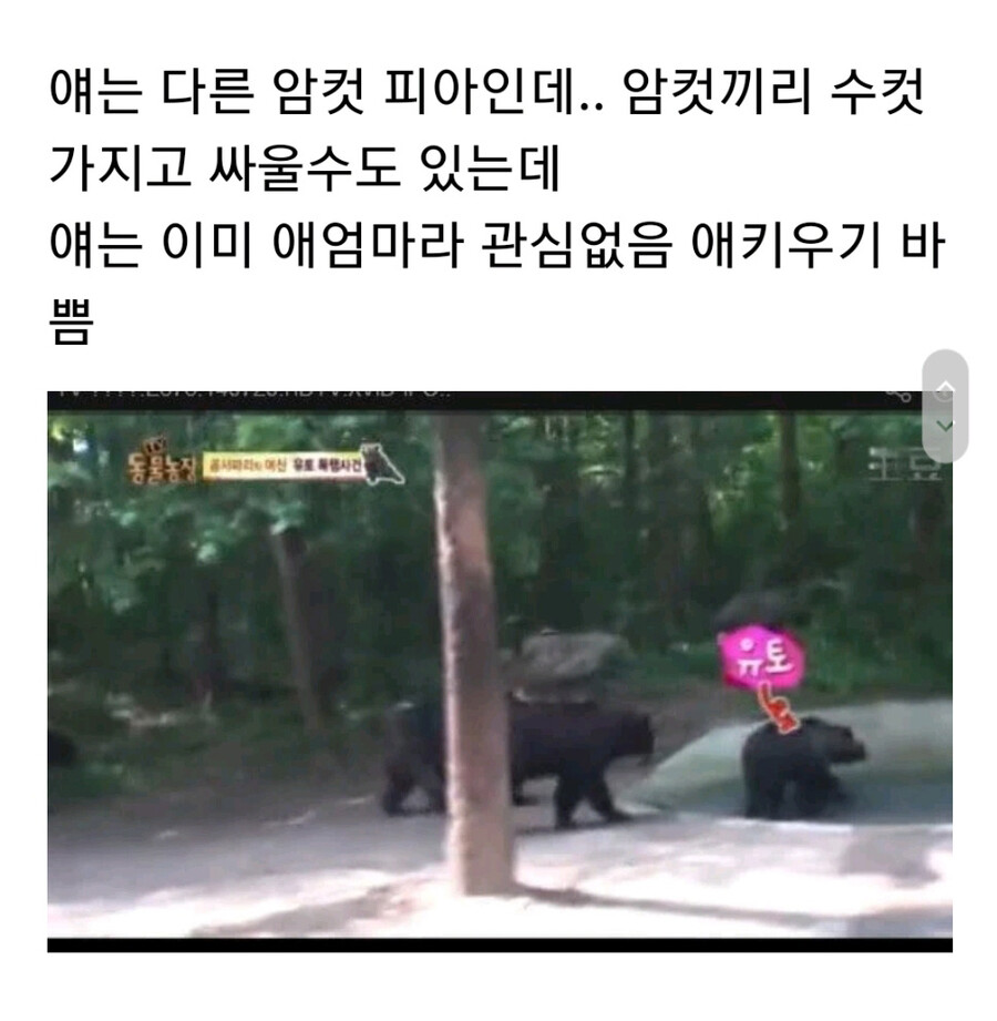누군가에게 계속 공격받는 암컷 곰.jpg_9.jpg