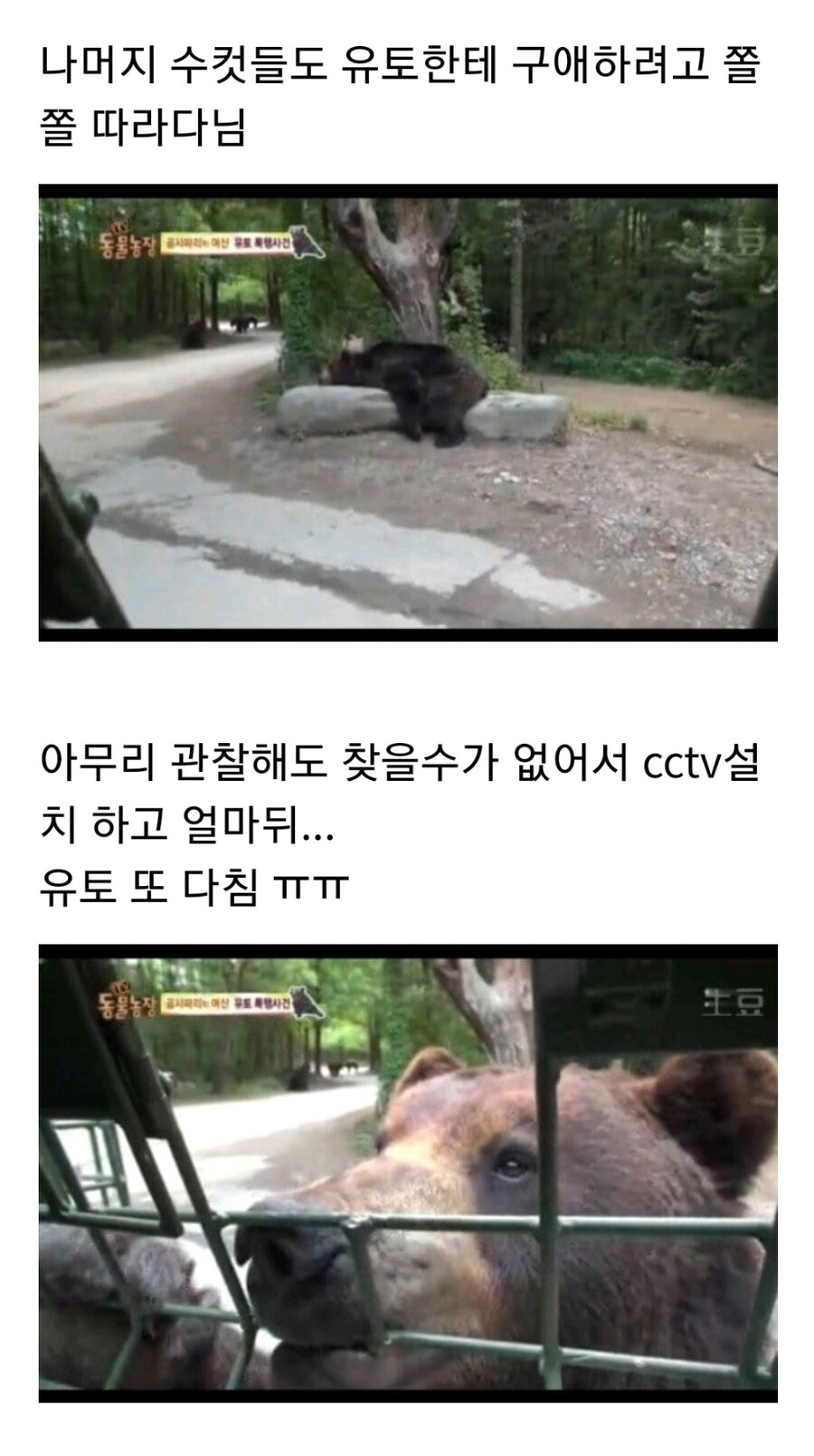 누군가에게 계속 공격받는 암컷 곰.jpg_10.jpg