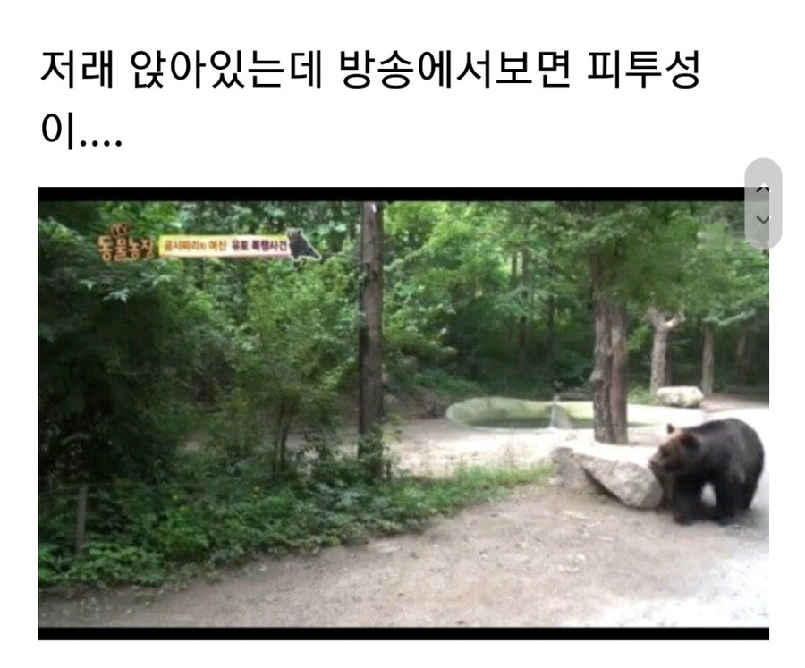 누군가에게 계속 공격받는 암컷 곰.jpg_12.jpg