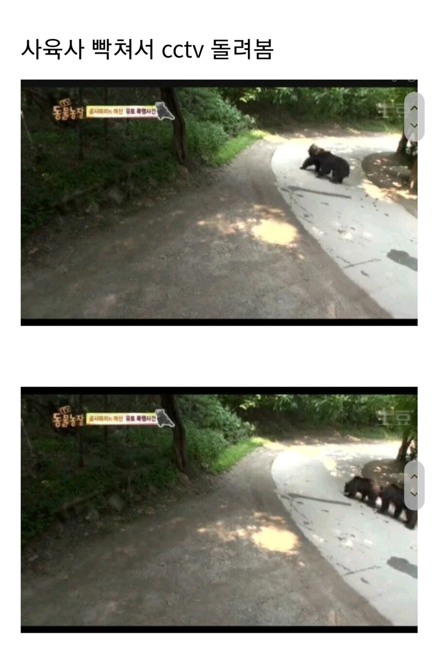 누군가에게 계속 공격받는 암컷 곰.jpg_13.jpg