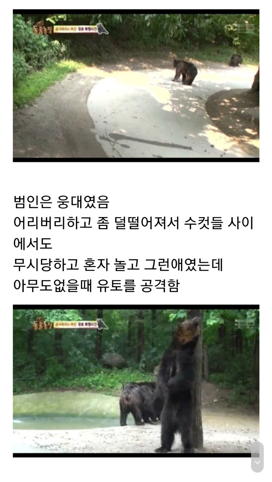 누군가에게 계속 공격받는 암컷 곰.jpg_14.jpg