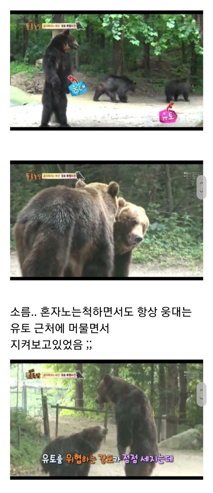 누군가에게 계속 공격받는 암컷 곰.jpg_15.jpg