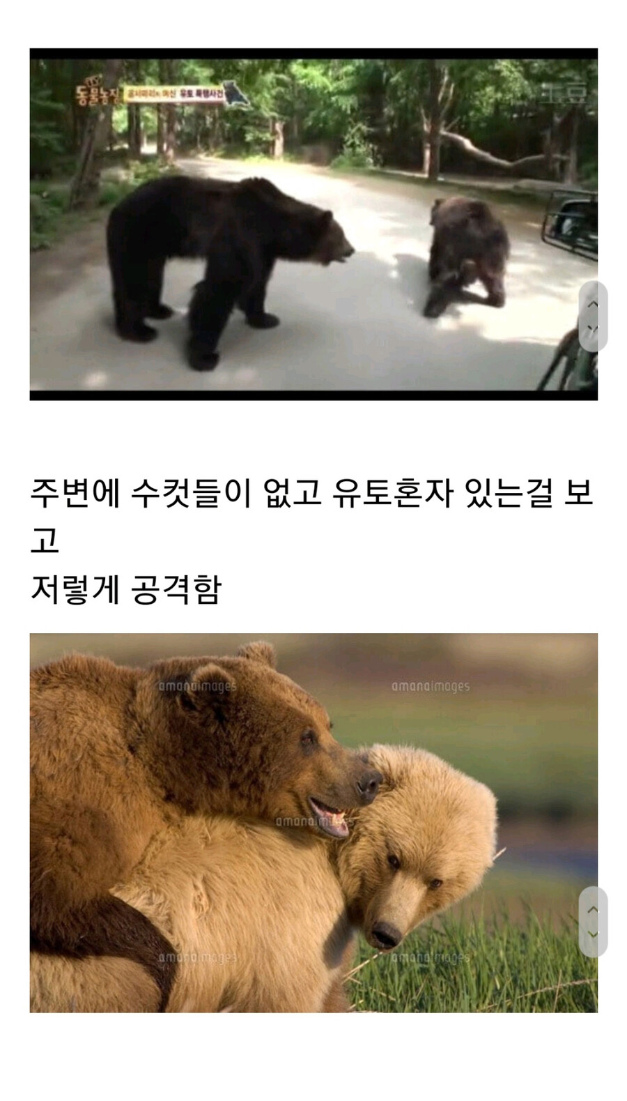 누군가에게 계속 공격받는 암컷 곰.jpg_16.jpg
