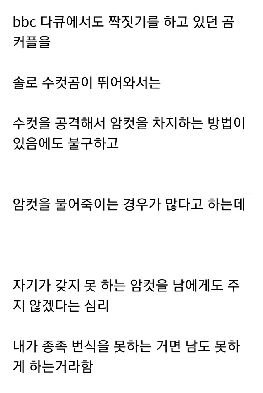 누군가에게 계속 공격받는 암컷 곰.jpg_17.jpg