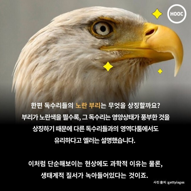 독수리 부리는 왜 노란색일까.jpg_6.jpg