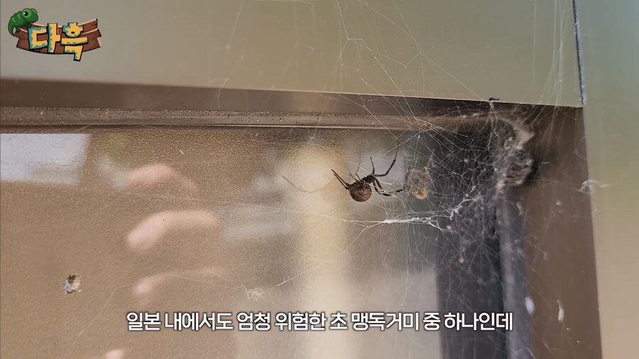 의외로 일본에 완전 정착해버린 외래 동물_1.jpg
