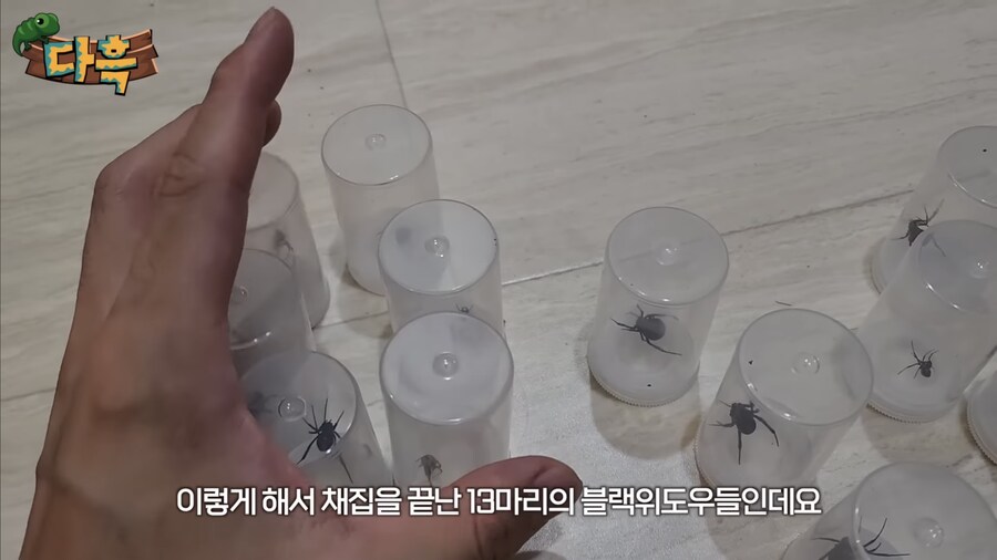의외로 일본에 완전 정착해버린 외래 동물_4.jpg