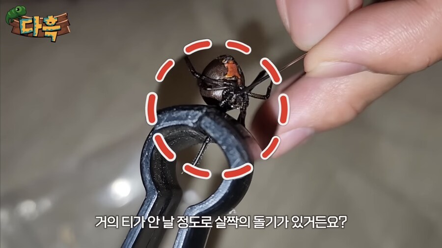 의외로 일본에 완전 정착해버린 외래 동물_5.jpg