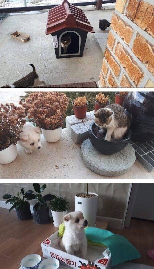 신축 개집을 선물 받은 아기 댕댕이. jpg_1.png