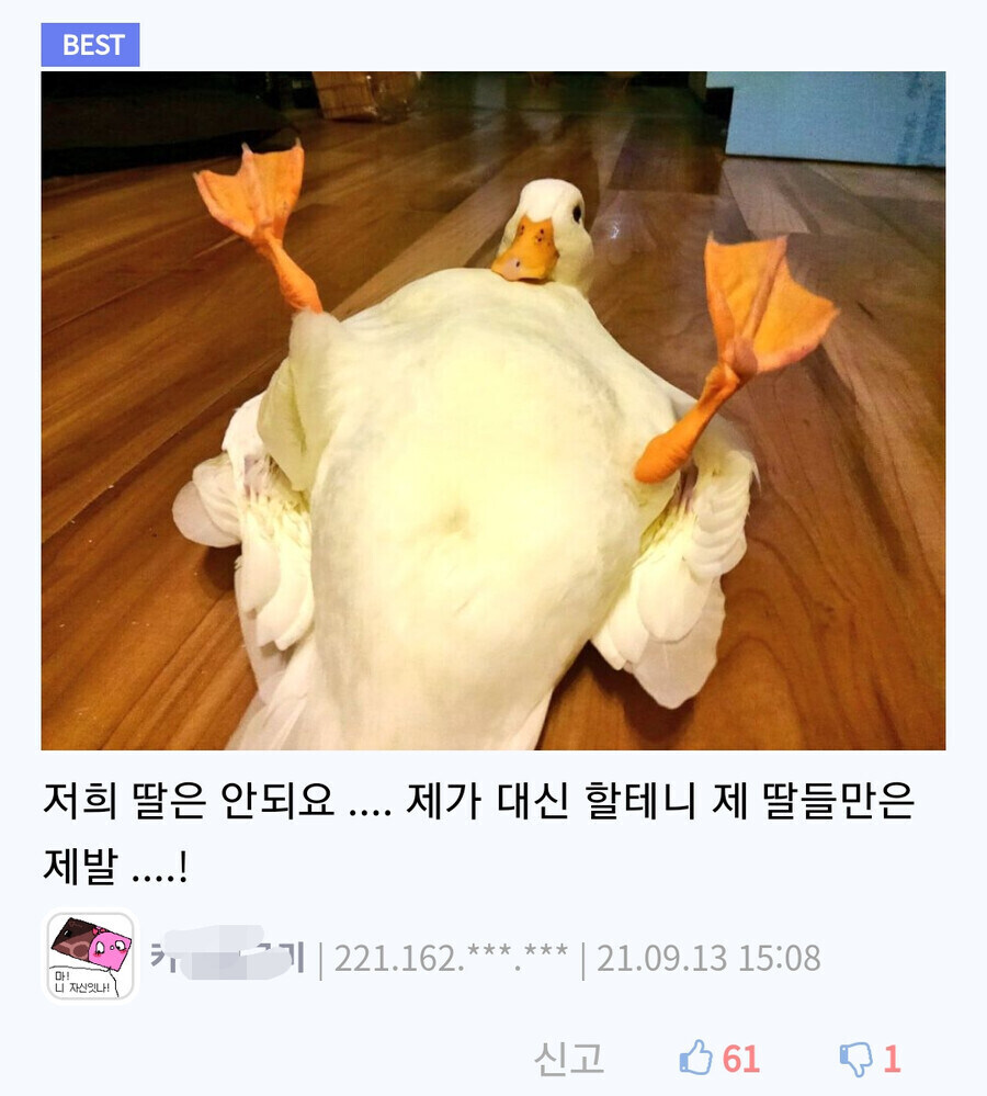 오리는 모성애가 강한 동물이라고 한다_1.jpg