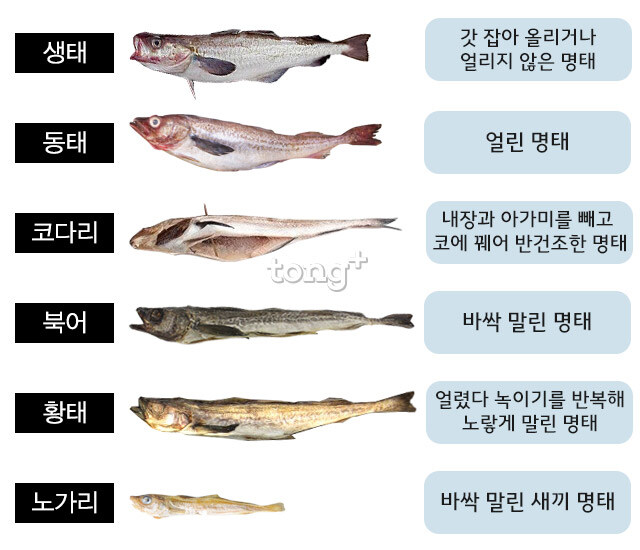 한국에서 이브이를 상징하는 생선류 甲_1.jpg