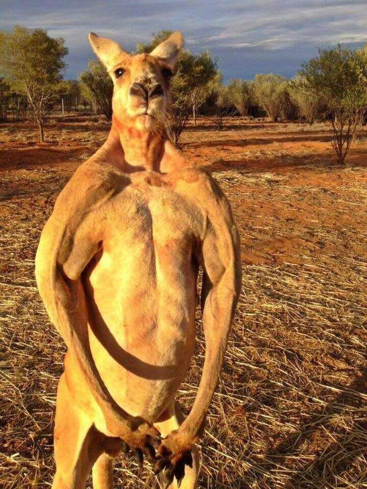 캥거루족 욕하고 비하하면 큰일남_1.jpg