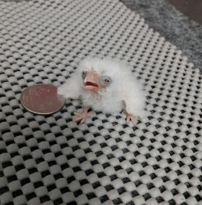 갓 태어난 피그미팔콘_3.jpg
