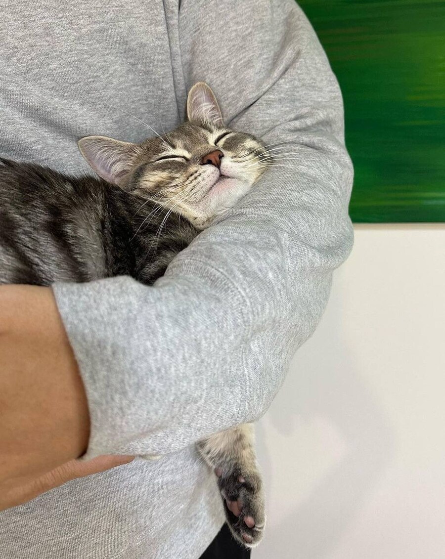 아래로 녹아내리는 안락한 고양이 _2.jpg
