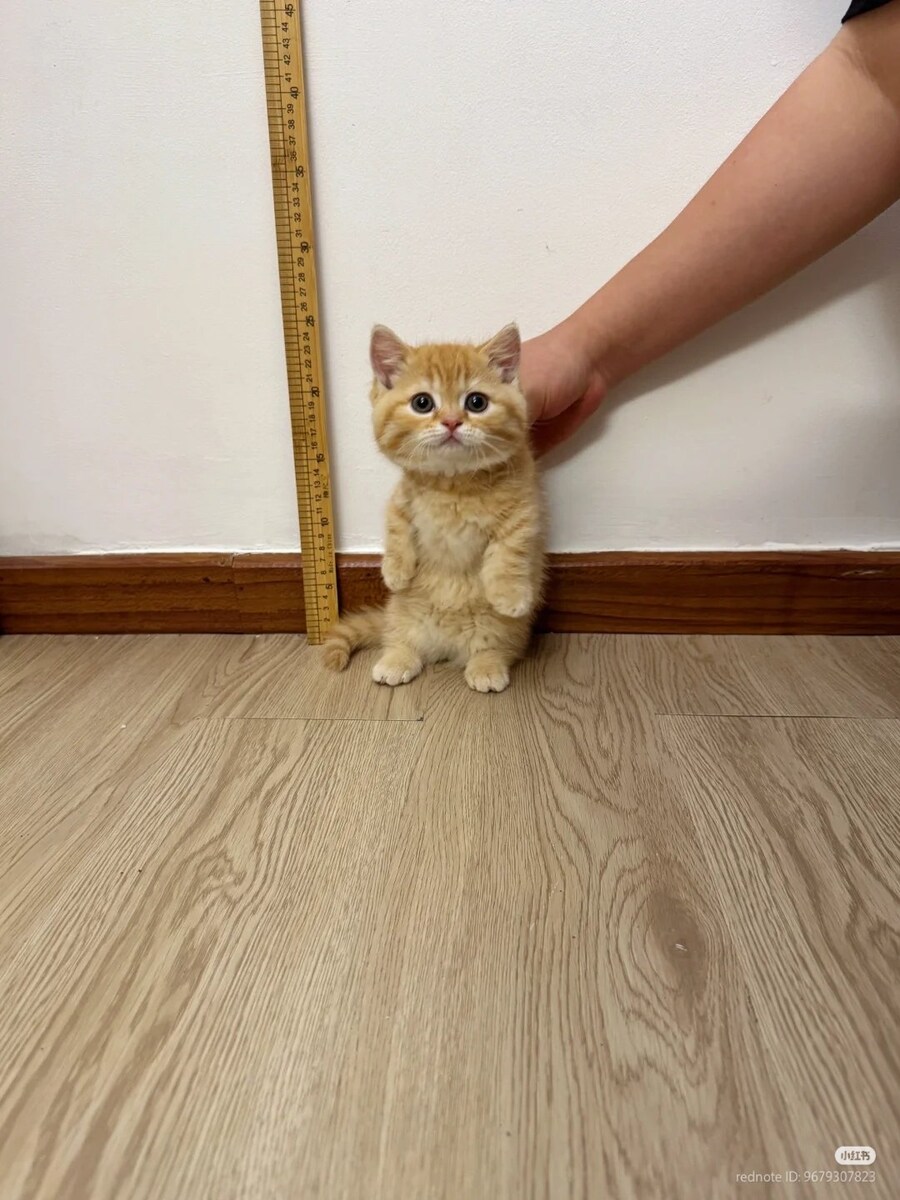 용의자 체포 후 신장 측정_1.jpg
