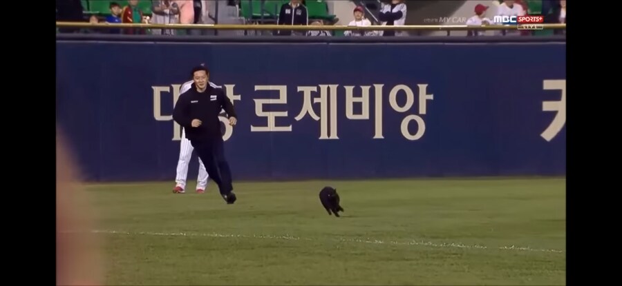 야구 경기장에 항의하러 난입한 고양이_3.jpg