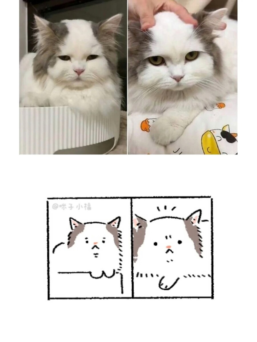 풍성한 대머리 고양이_1.jpg