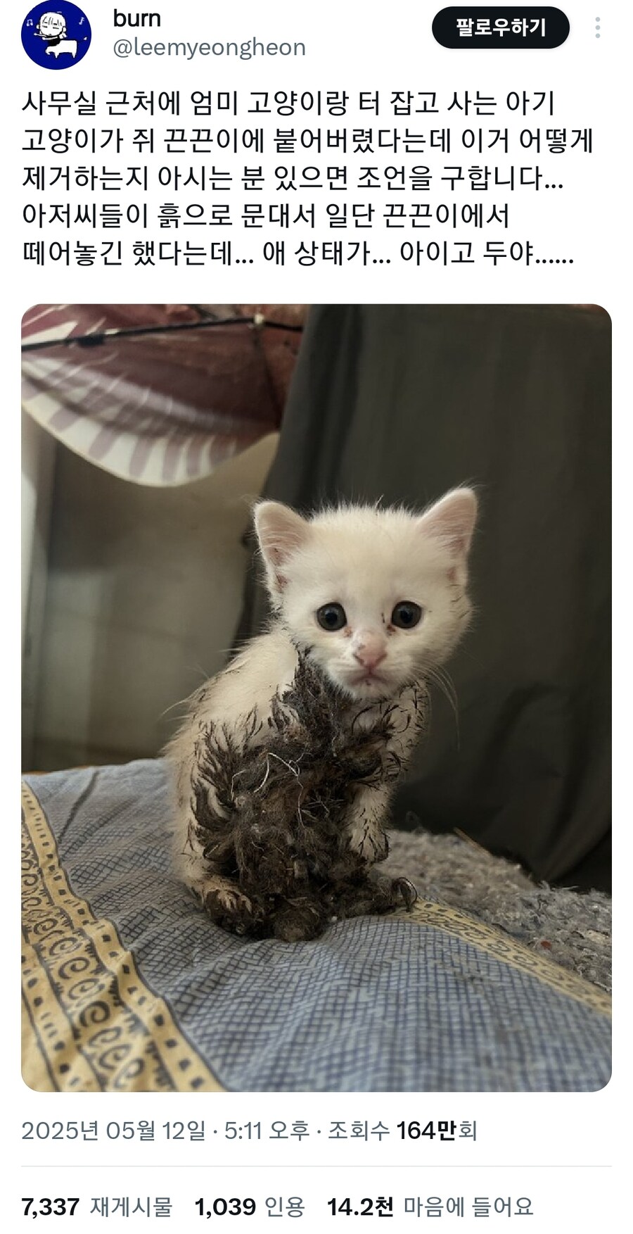 끈끈이로 사고친 캣초딩.jpg_1.jpg