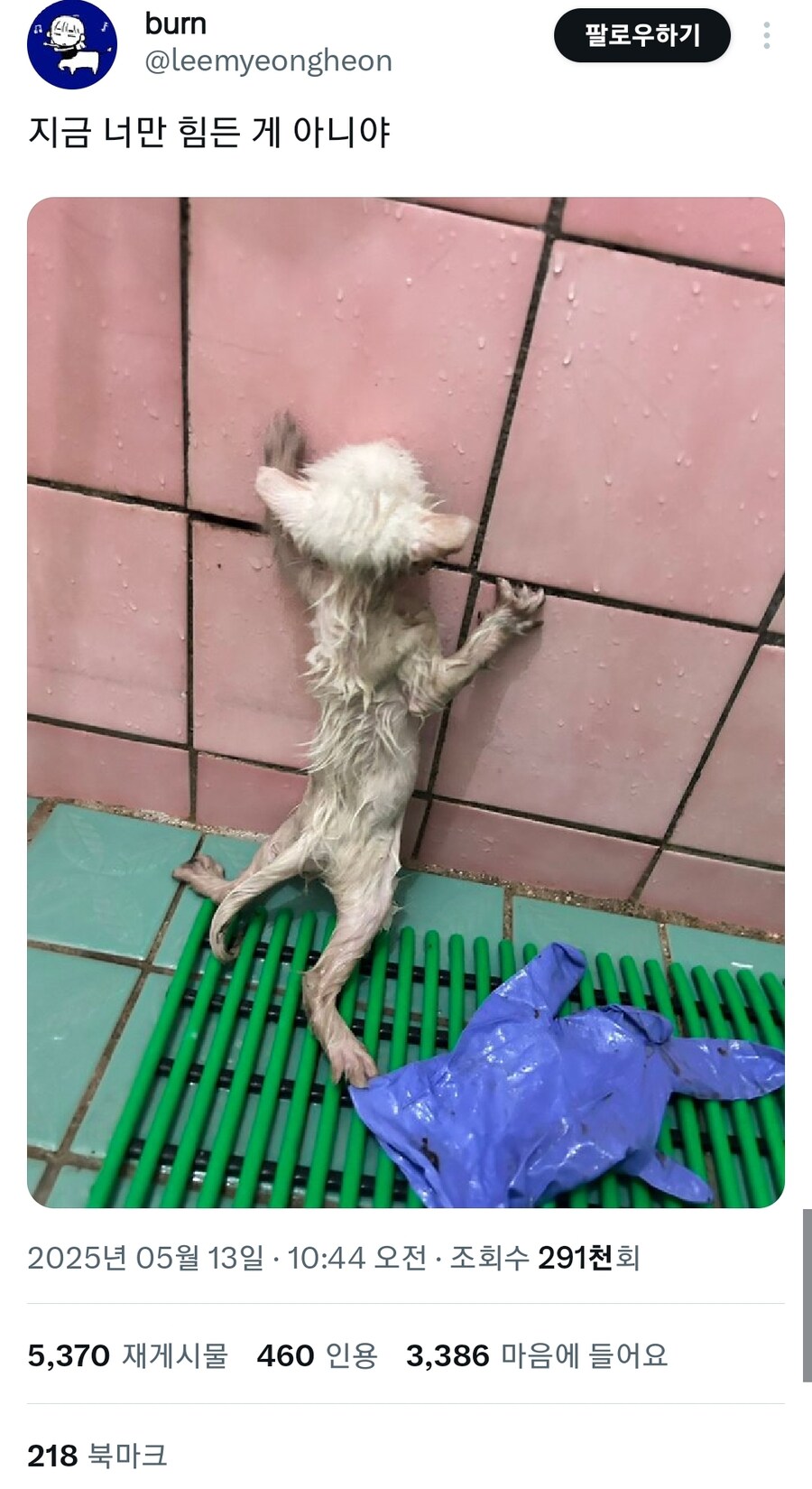 끈끈이로 사고친 캣초딩.jpg_2.jpg