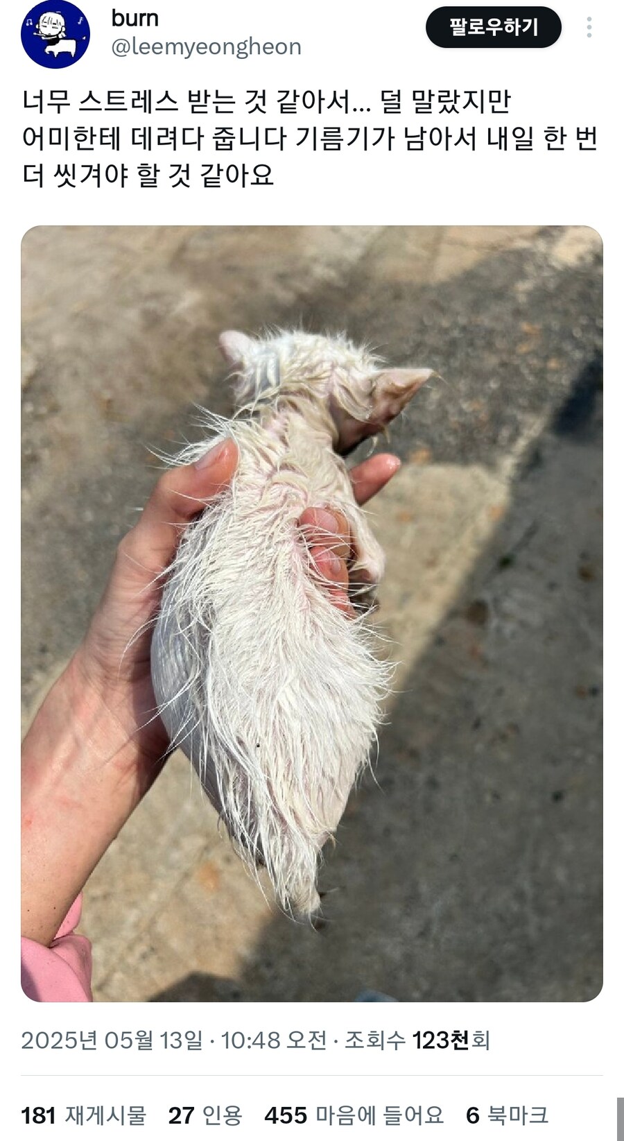 끈끈이로 사고친 캣초딩.jpg_4.jpg
