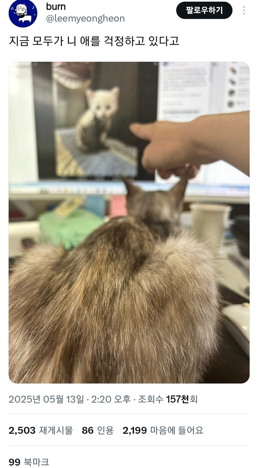끈끈이로 사고친 캣초딩.jpg_6.jpg