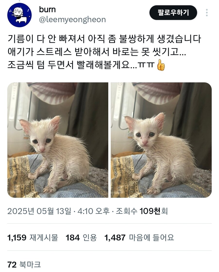 끈끈이로 사고친 캣초딩.jpg_7.jpg