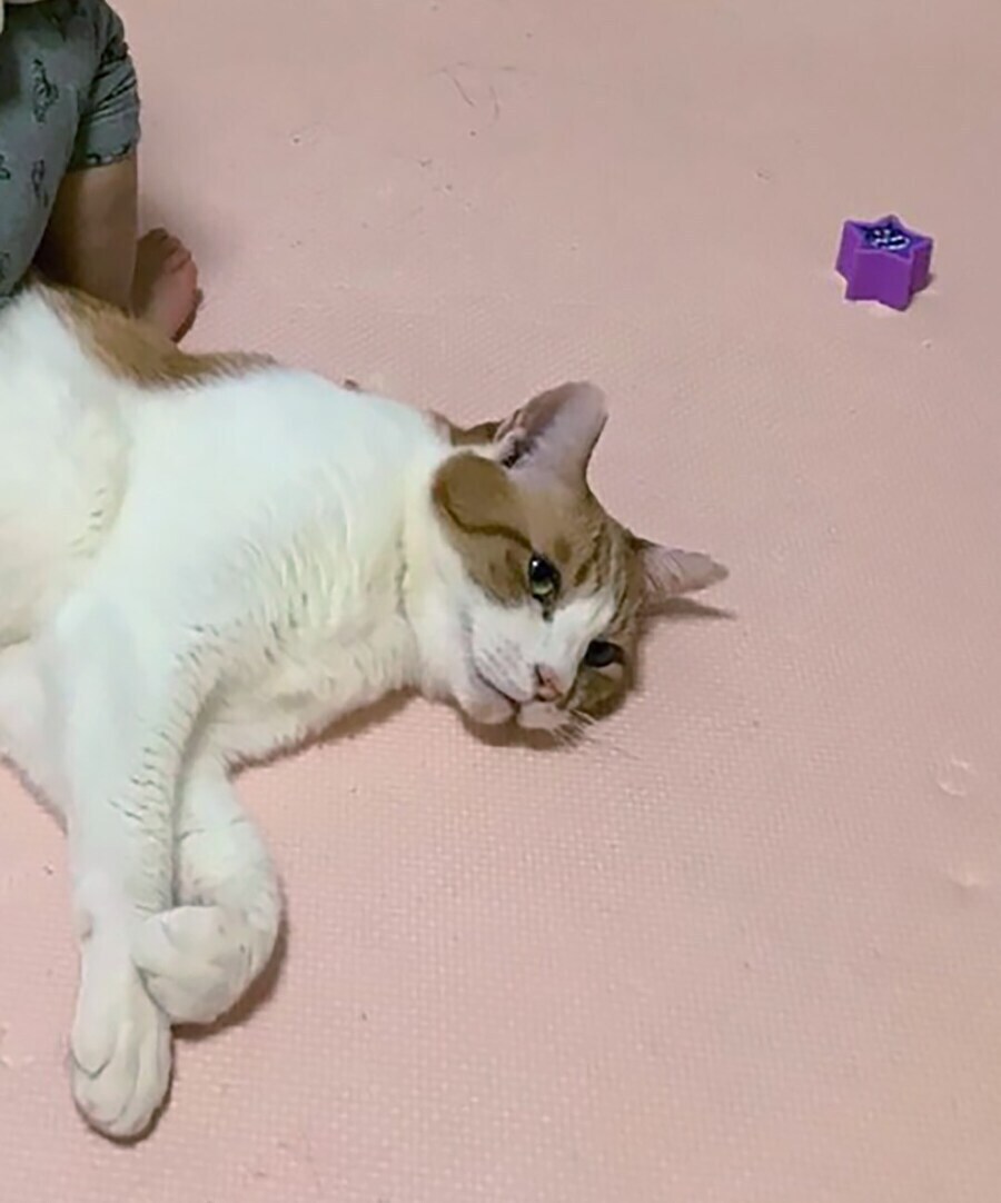 아기 vs 고양이_3.jpg