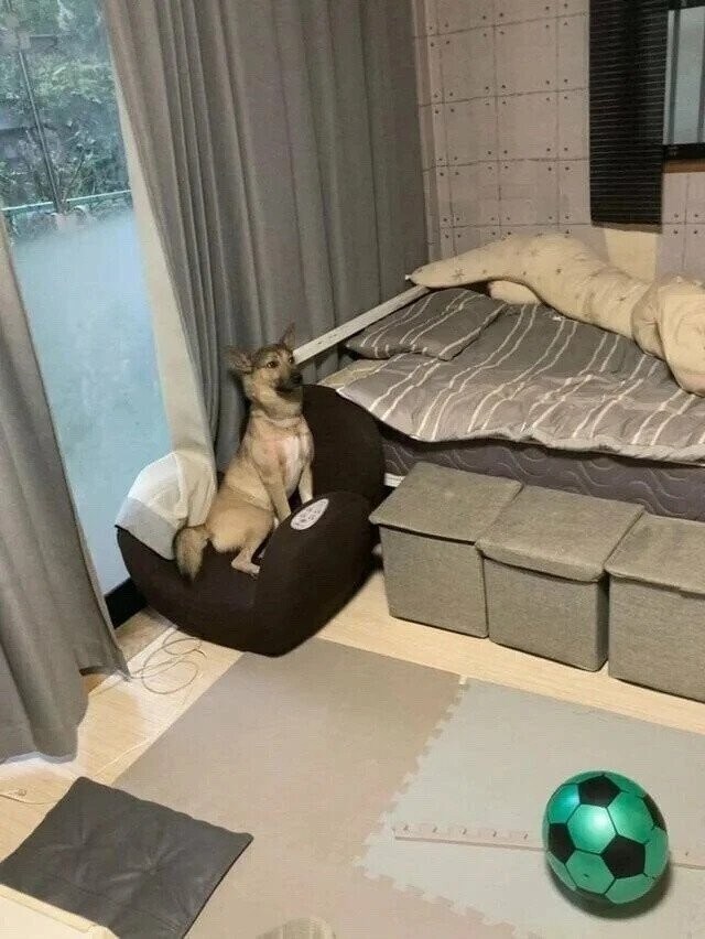 이 샛끼 분명 뭔 짓했는데 물증이 없다._1.jpg