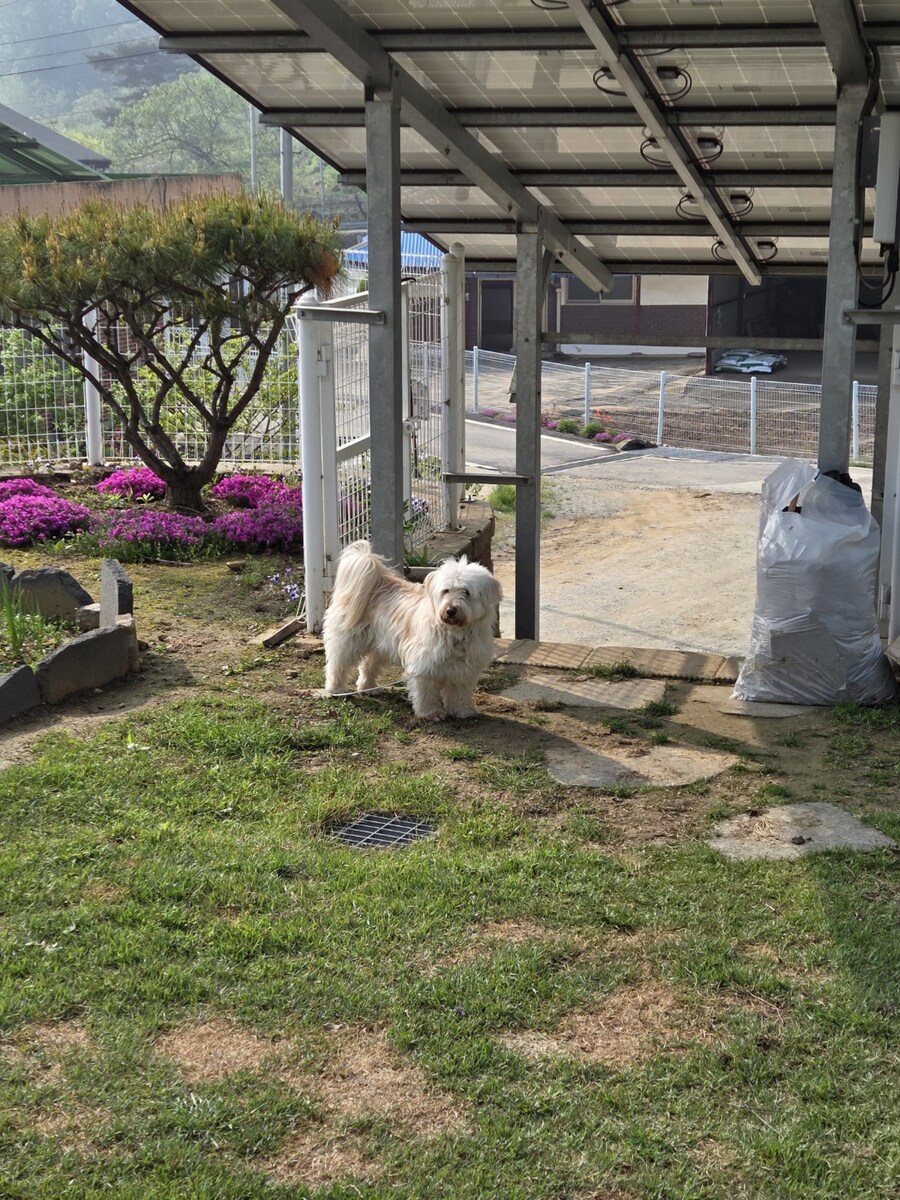 우리집 시고르자브종 댕댕이 보구가_2.jpg