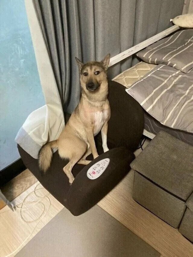 이 샛끼 분명 뭔 짓했는데 물증이 없다._2.jpg