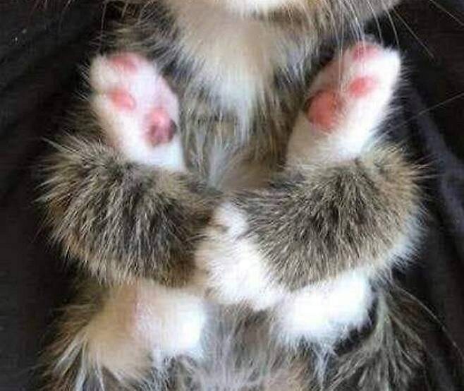 뒷다리 안고자는 귀여운 고양이_2.png