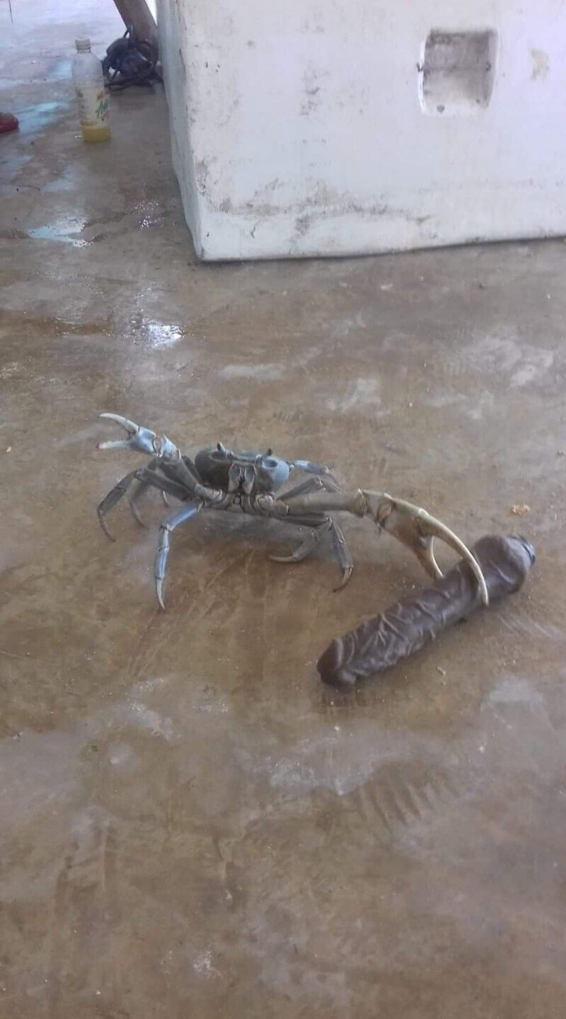 고추잡고 돌아다니는 게임_1.jpg