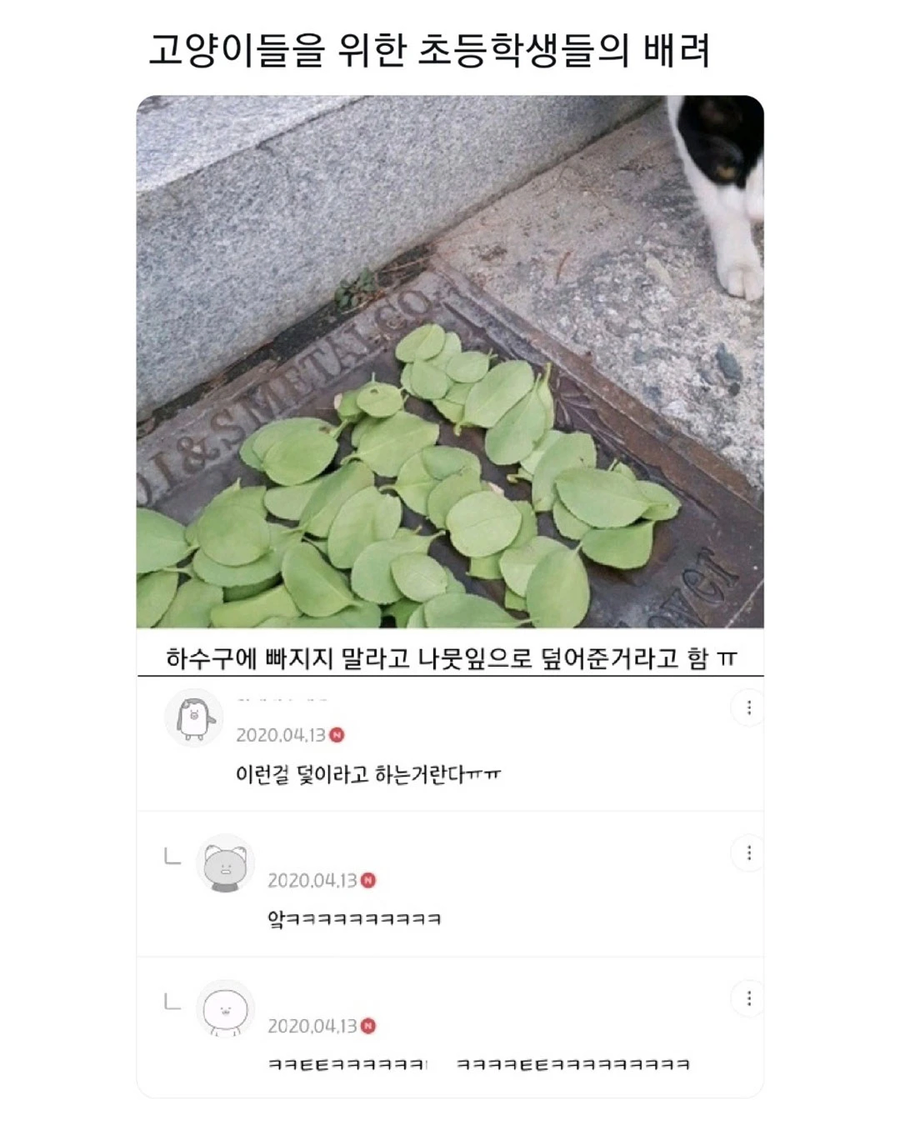 고양이를 위한 초등학생들의 배려._1.webp