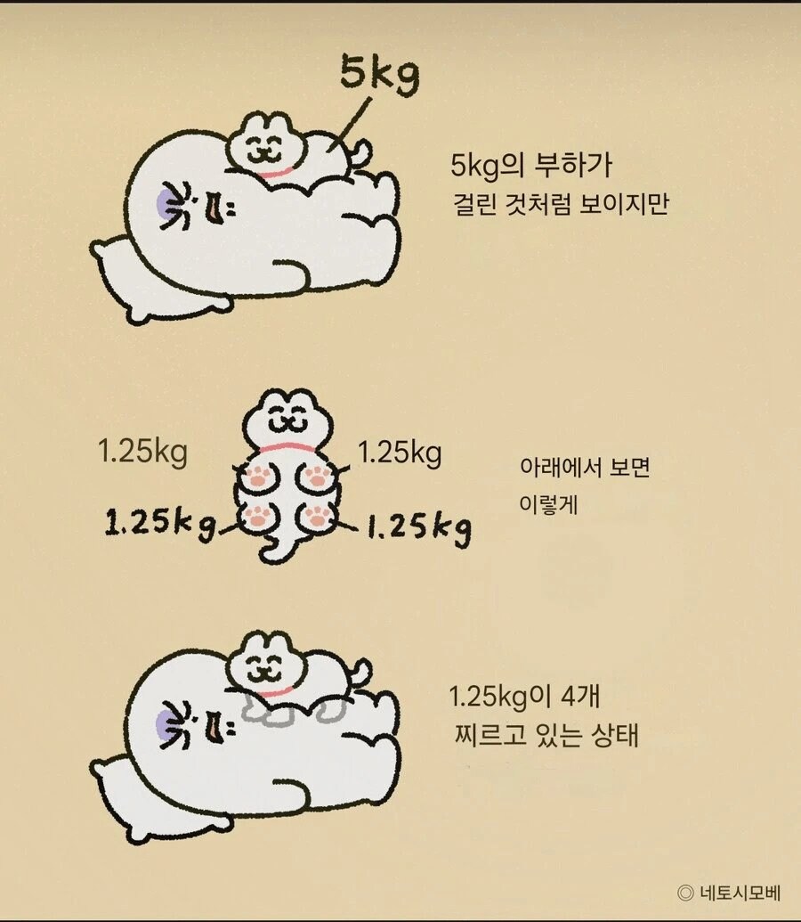 고양이가 배 위에 올라가면 아픈 이유.jpg_1.jpg