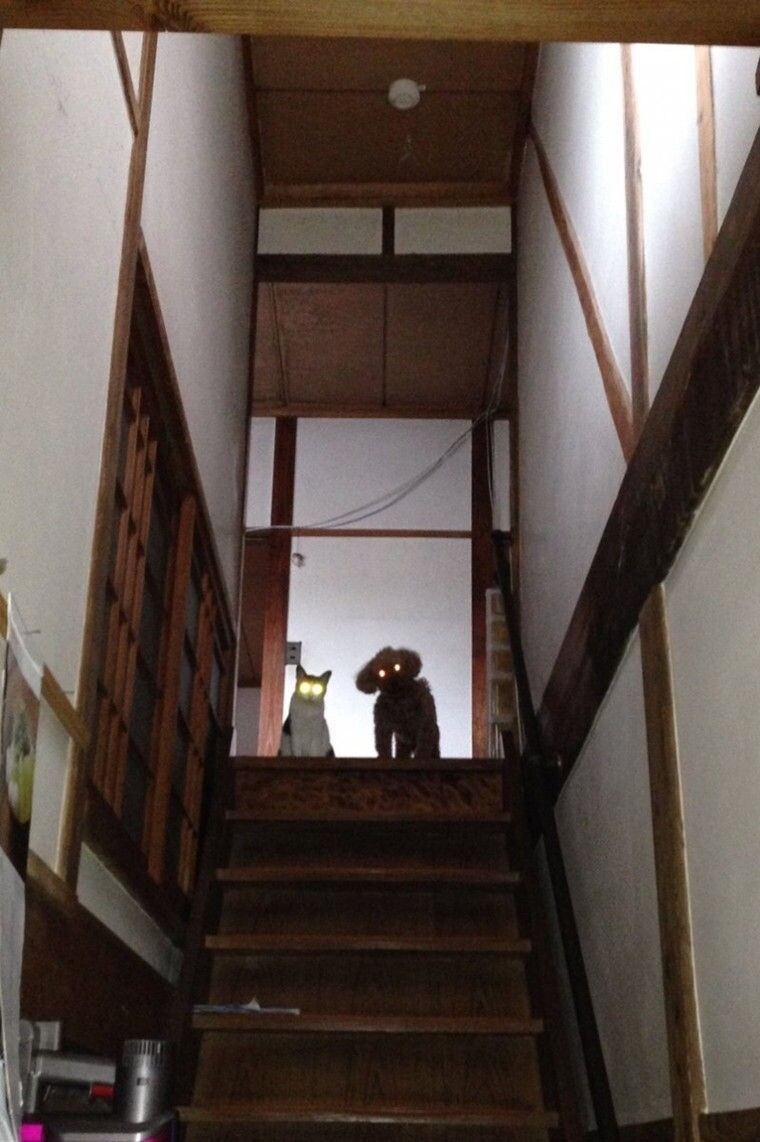 망한 고양이 사진 모음_1.jpg