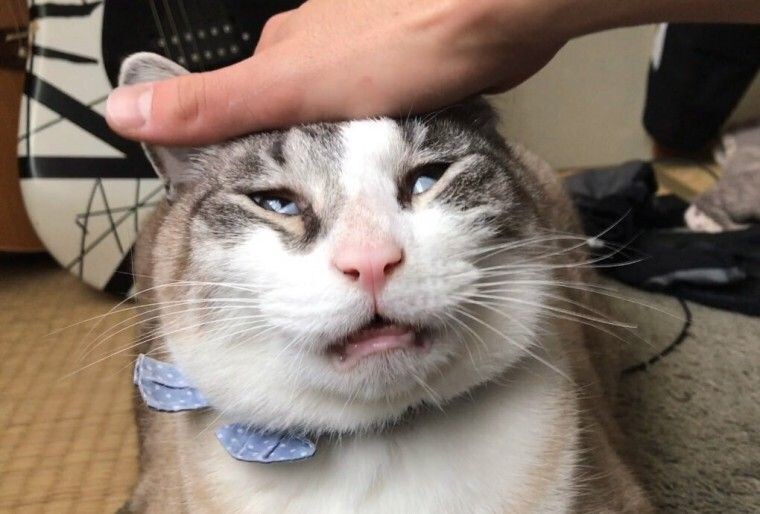 망한 고양이 사진 모음_3.jpg
