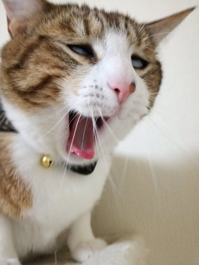망한 고양이 사진 모음_4.jpg