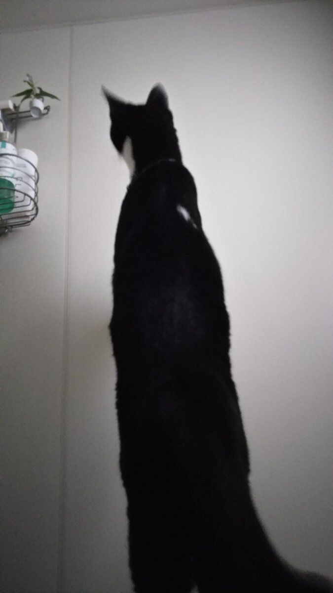 망한 고양이 사진 모음_5.jpg