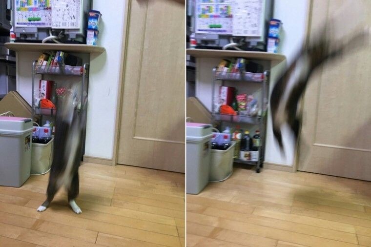 망한 고양이 사진 모음_6.jpg