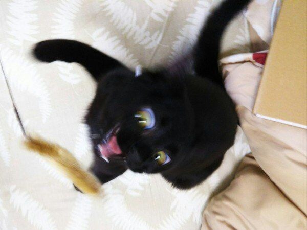 망한 고양이 사진 모음_8.jpg