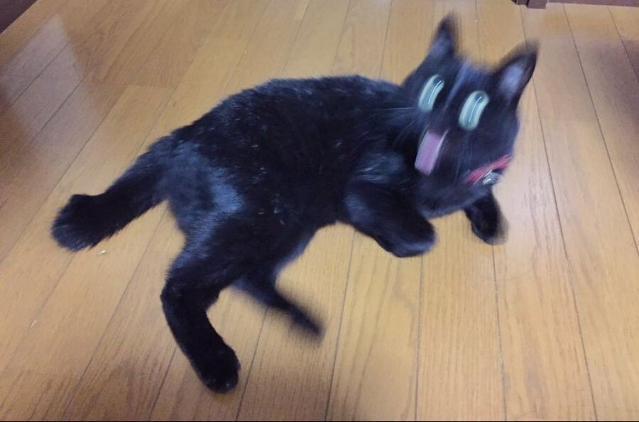 망한 고양이 사진 모음_9.jpg