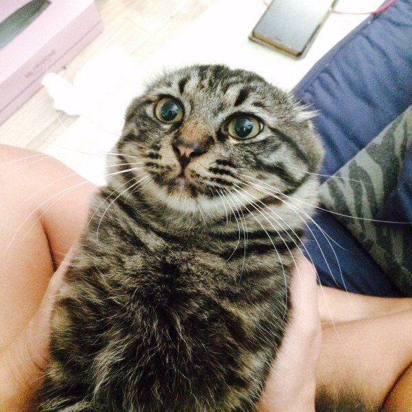 망한 고양이 사진 모음_10.jpg