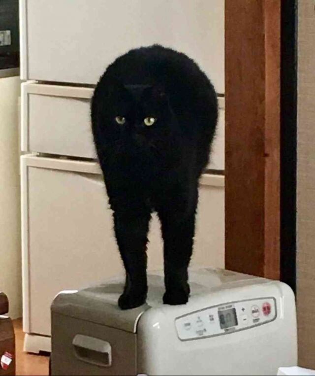 망한 고양이 사진 모음_11.jpg