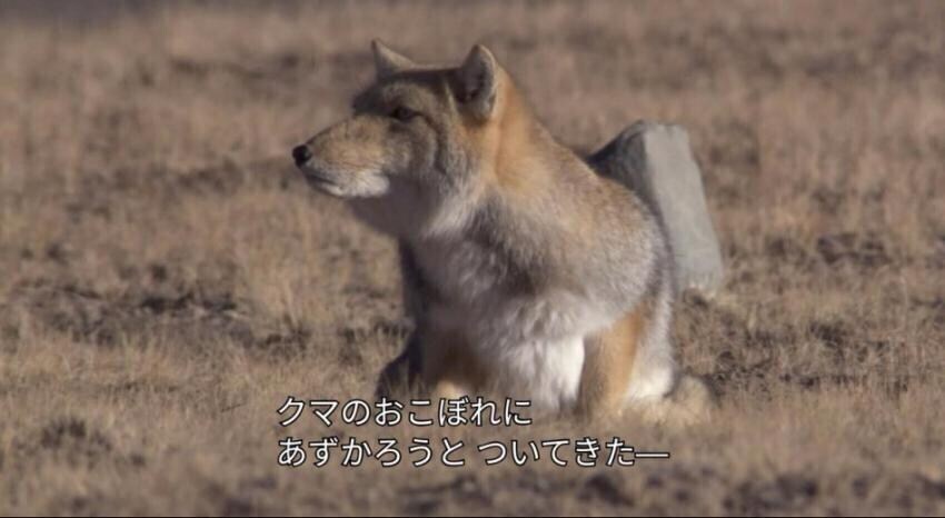 ? : 티벳여우는 아주 뻔뻔한 생물입니다._3.jpg