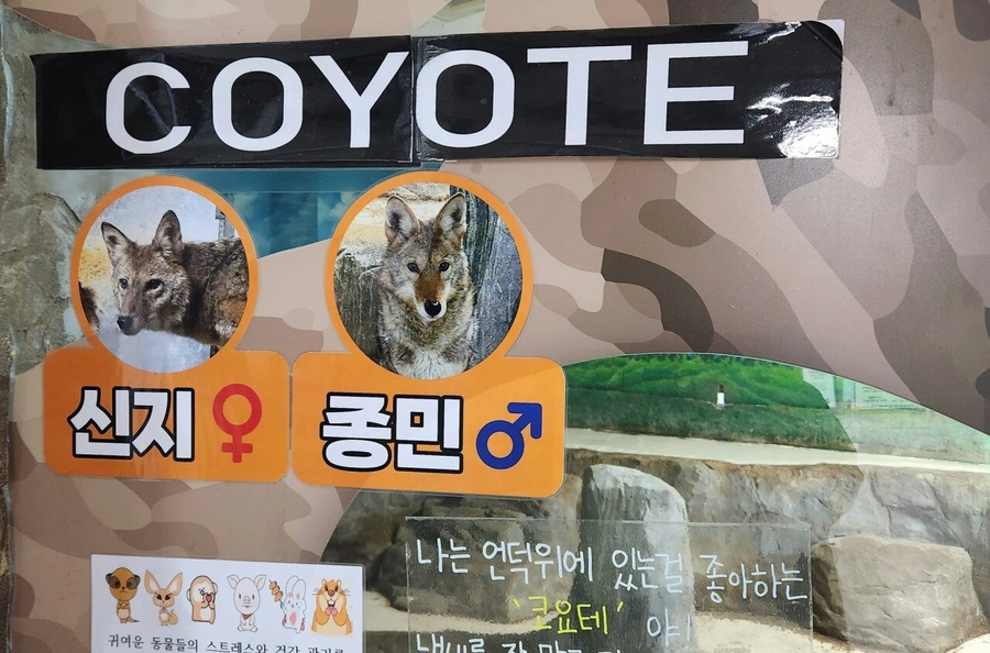 어느 동물원 코요테 이름.jpg_1.webp