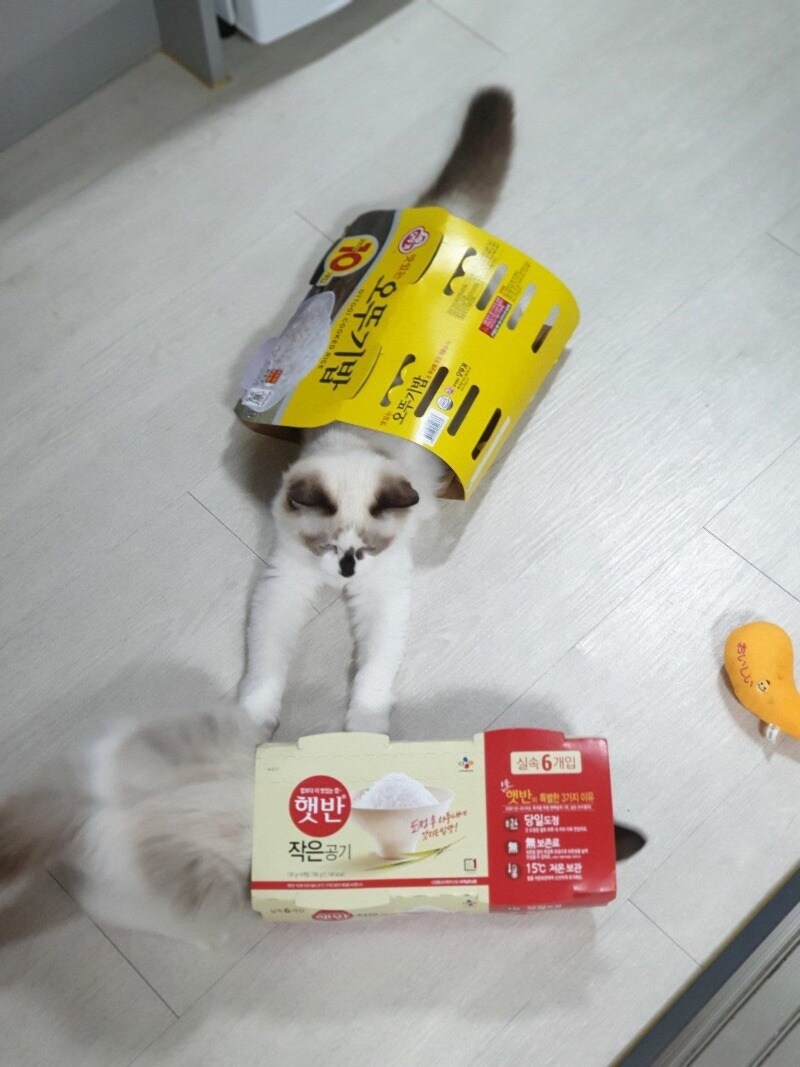 오뚜기밥 vs 햇반.jpg_1.jpg
