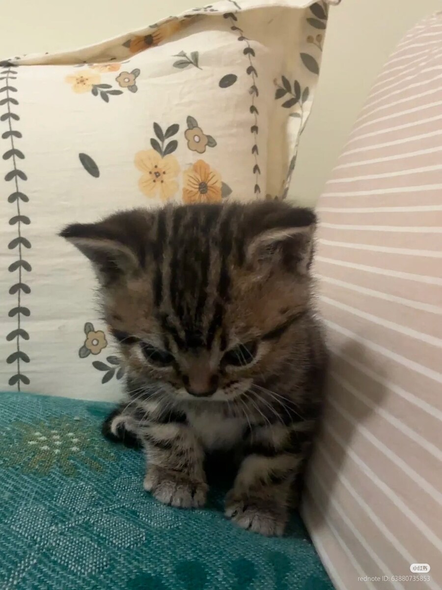 고양이 많이 화남 _1.jpg